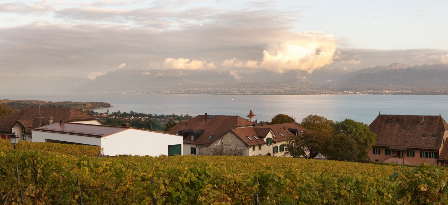 mt-sur-rolle-vigne.jpg